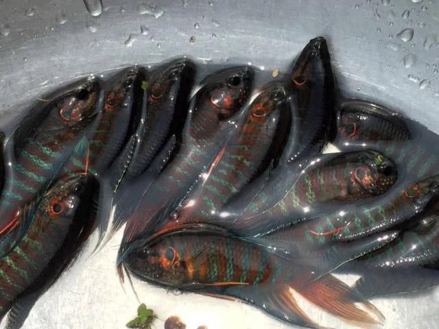 臭水沟的鱼、颜色鲜丽且煮不烂，广州人叫做花手巾