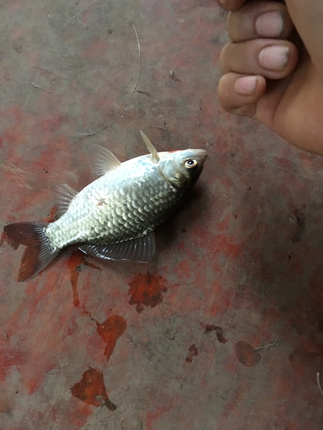 这条是勾到嘴巴外面像缝针一