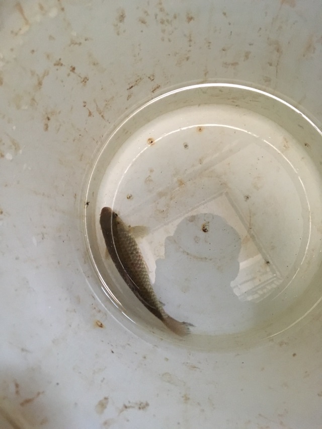 用我的小鲫鱼镇贴希望我也能钓到大板鲫！