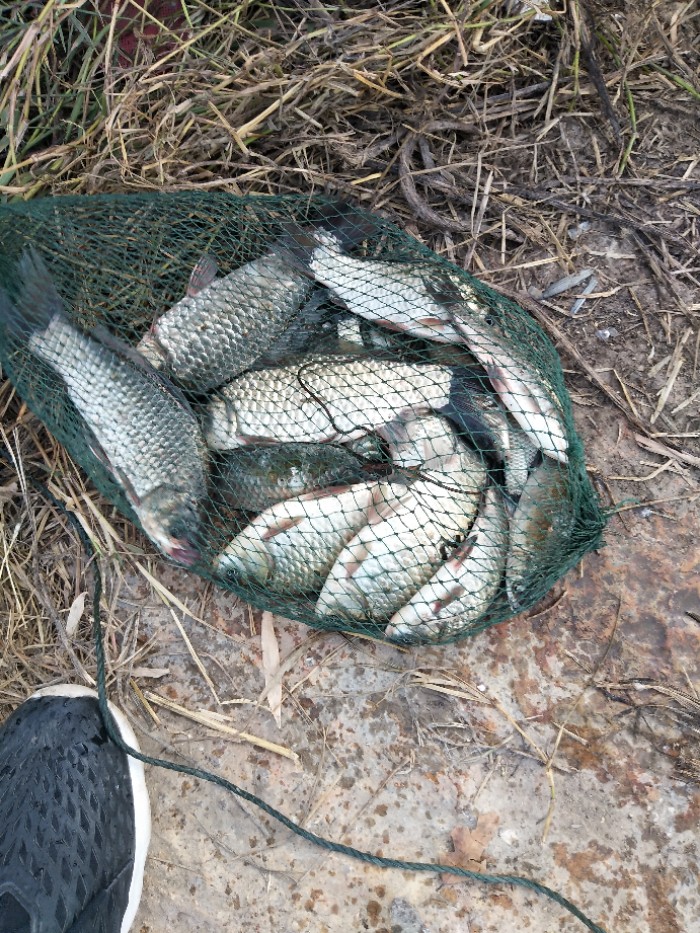 总共钓了十几尾鱼，被小猫叼