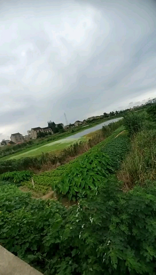 永太庄废弃鱼塘