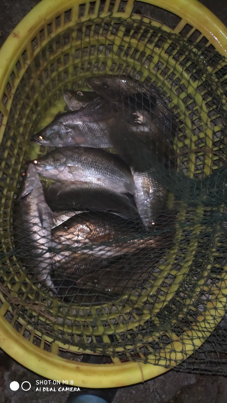 珠海淇澳人家鱼多多钓场