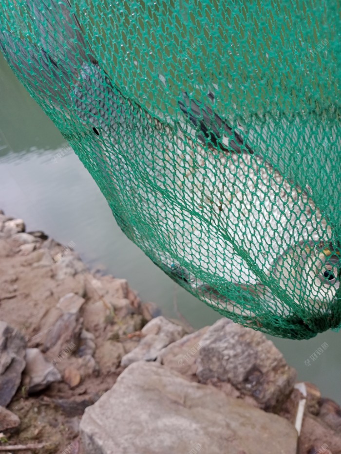 一斤多的鳊鱼开竿，为牛年最大开竿鱼！