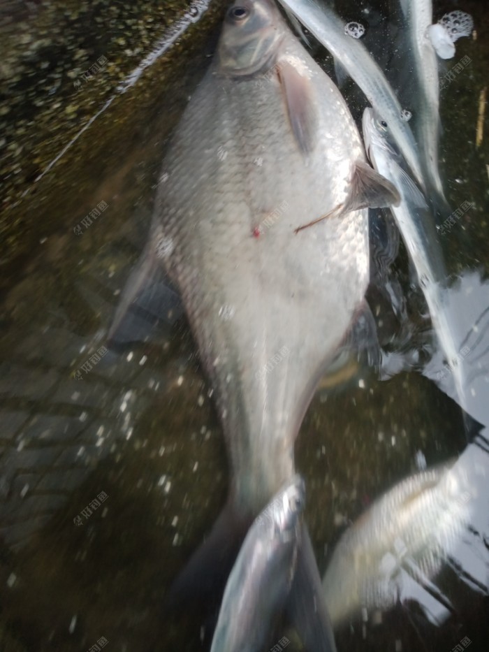今天鱼获。谢谢各位阅帖点赞