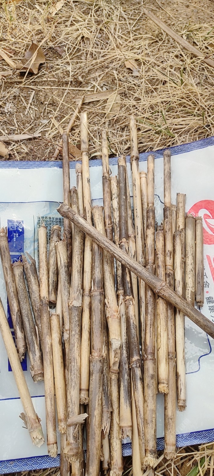 找荻（俗称芦苇不过是实心的也叫巴茅），可惜过了采荻的季节，大多数用不了了，只有根部皮厚的还能用，虽然皮厚不过内絮被保护的很紧实