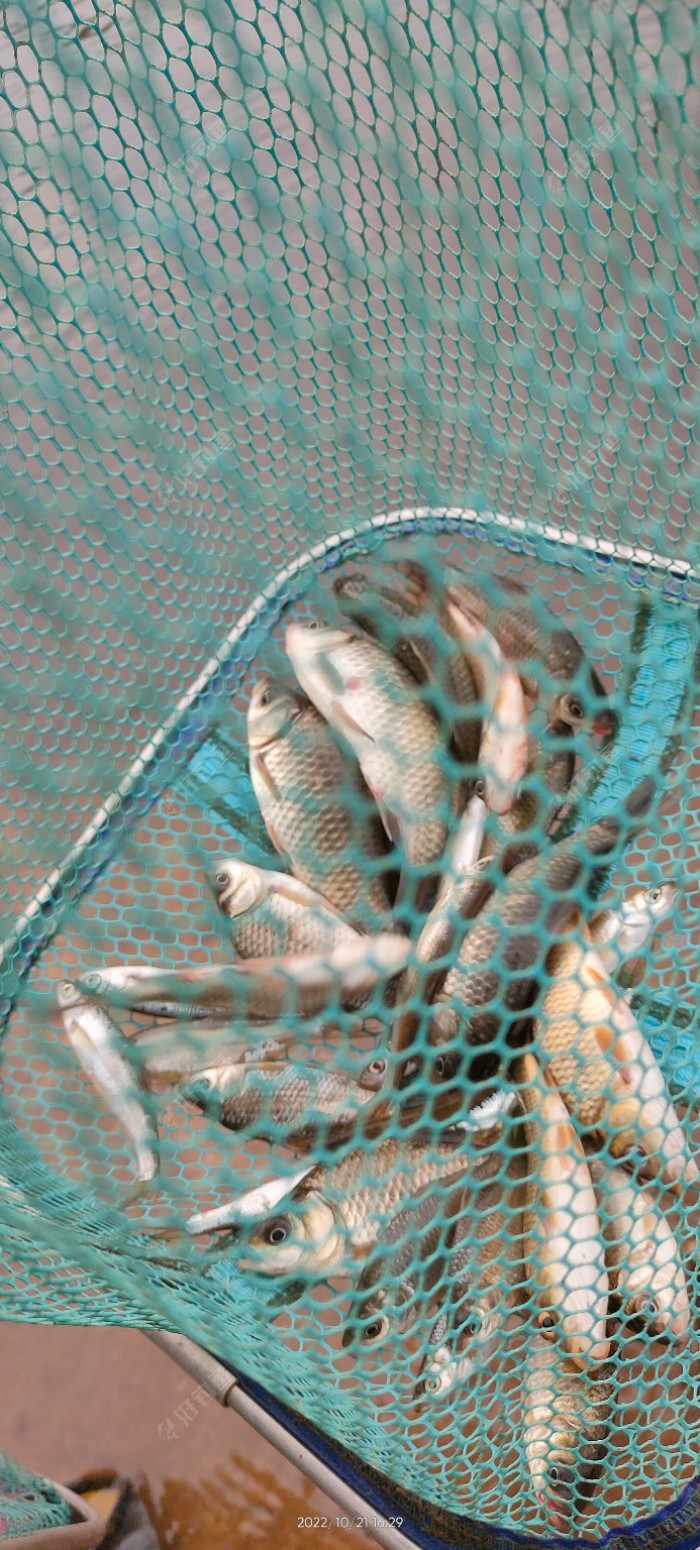 最后测试一下，资源不行，只钓了几条小奶鲫，不过我很满意了，最后我要感谢一路走来指导我的师傅，多亏了你我才学会做漂钓鱼的这么多学问，老弟在这里真心的谢过了?