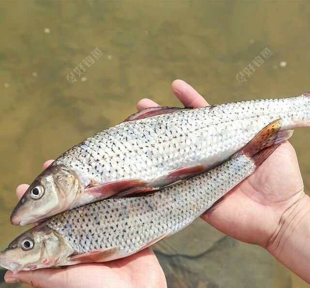 求钓花骨鱼技术与饵料,望广大钓友不吝赐教