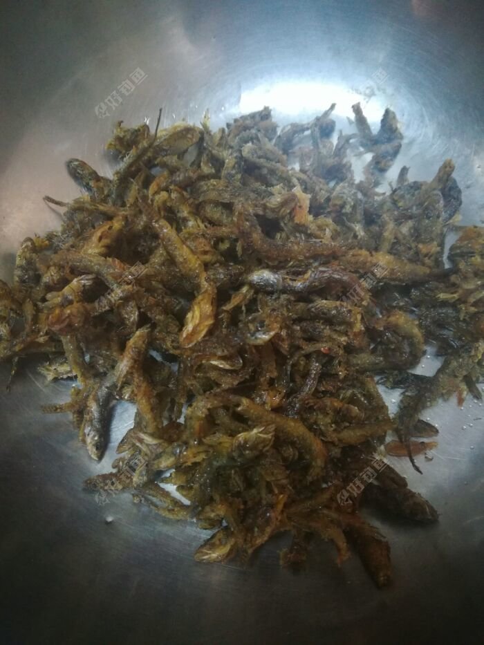 美味的爬地虎