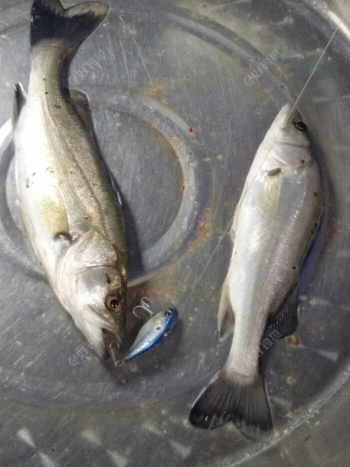 路亚翘嘴淡水鲈