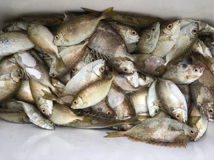 和朋友一起钓的19多斤泥猛鱼