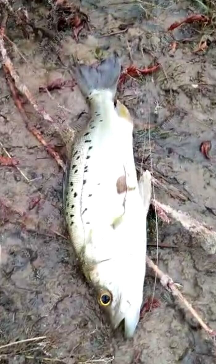 探点(鲈鱼)闽江闽清新民段 - 好钓鱼