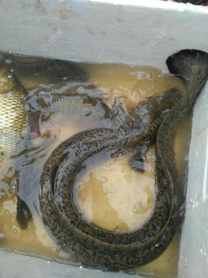 海南水库的某种鳗鱼,4公斤,谁识