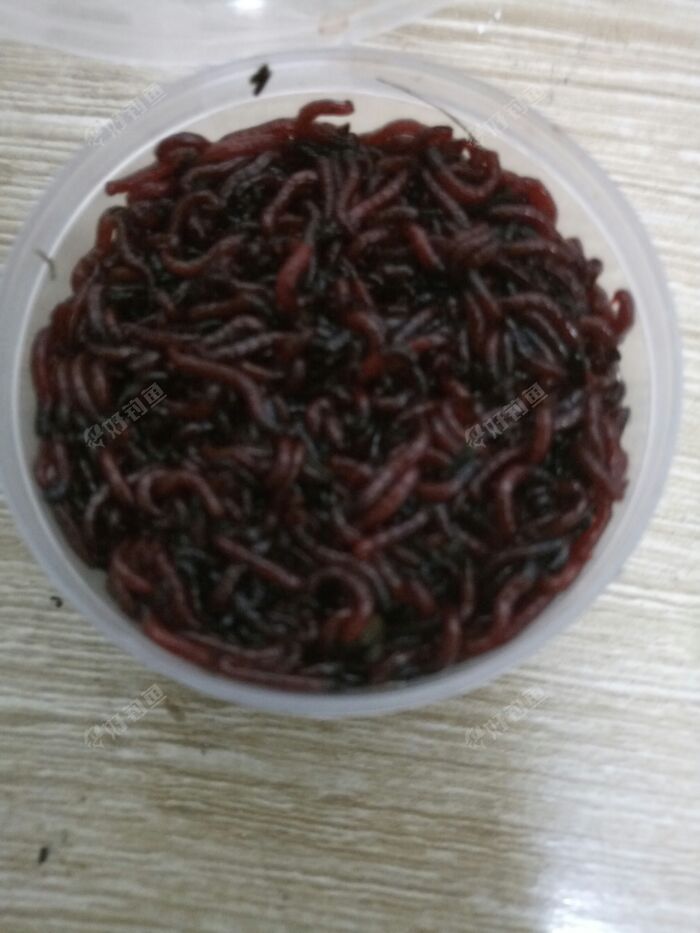 看时间长了觉得恶心.配上我的红虫上饵器9元网上购的,更完美了.