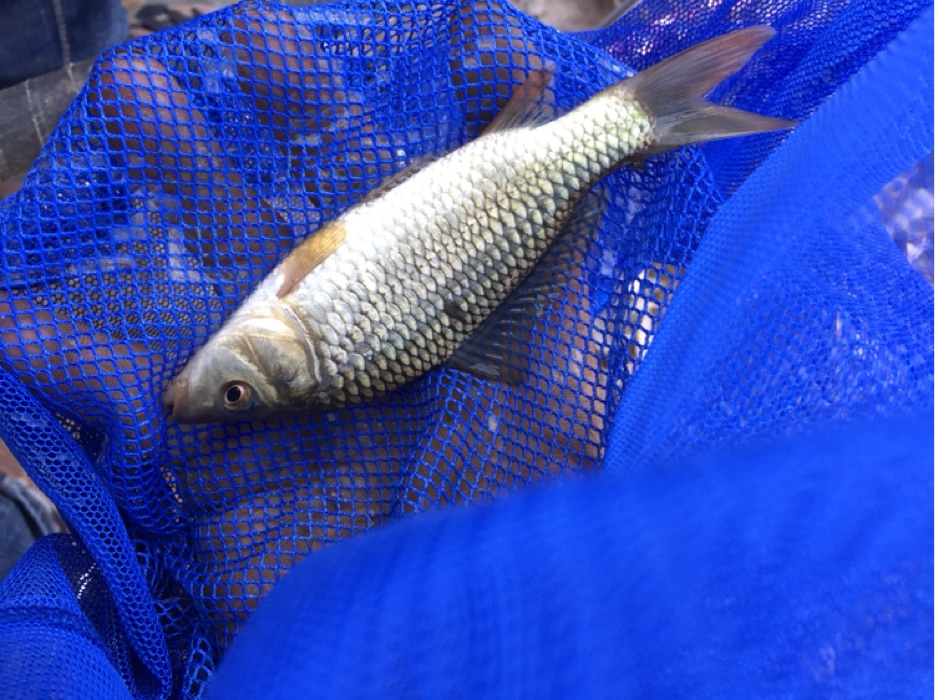 野生小鲤鱼,漂亮吧!