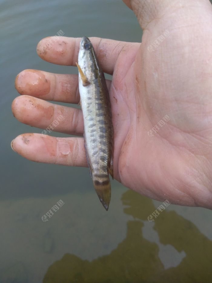 一个小山体水库空军没口怎么回事