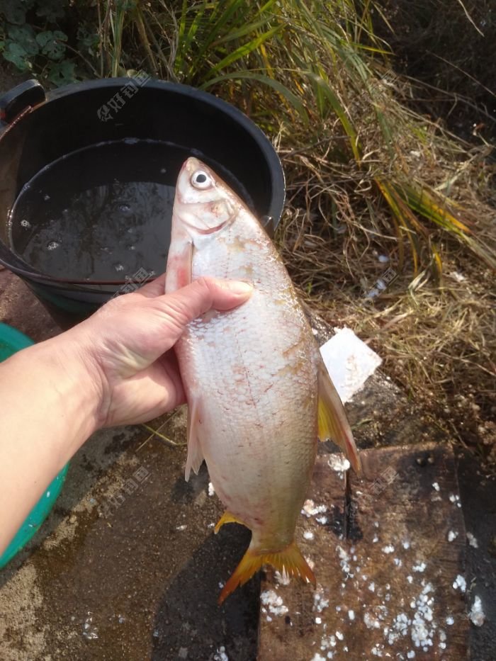 钓上的最大的黄尾很意外的收获2斤差不多