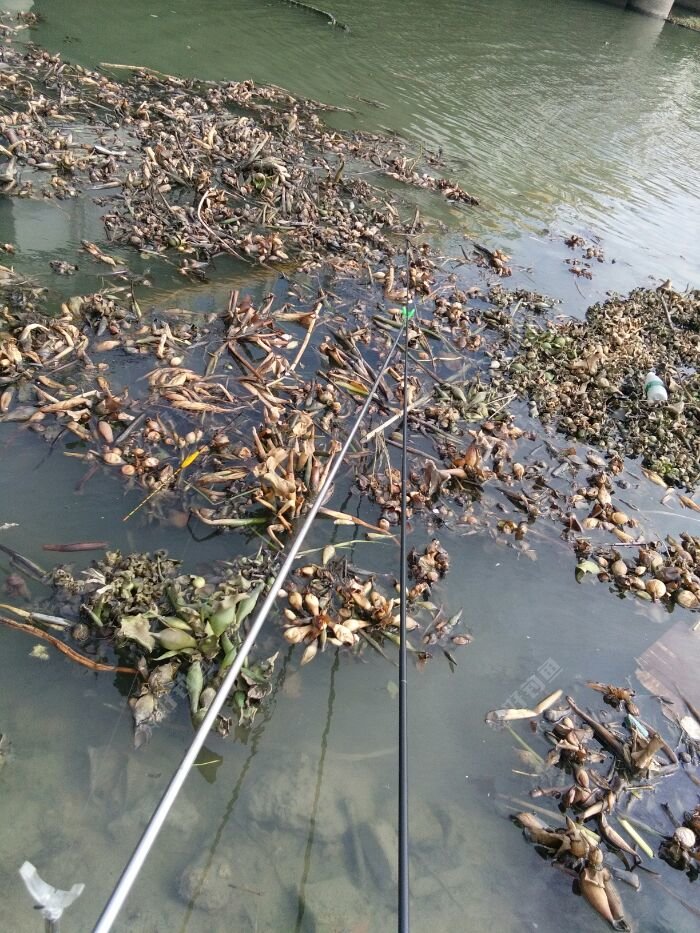 钓了差不多一个小时吧,水面上的水葫芦全部飘过来了,把我的窝子给盖掉