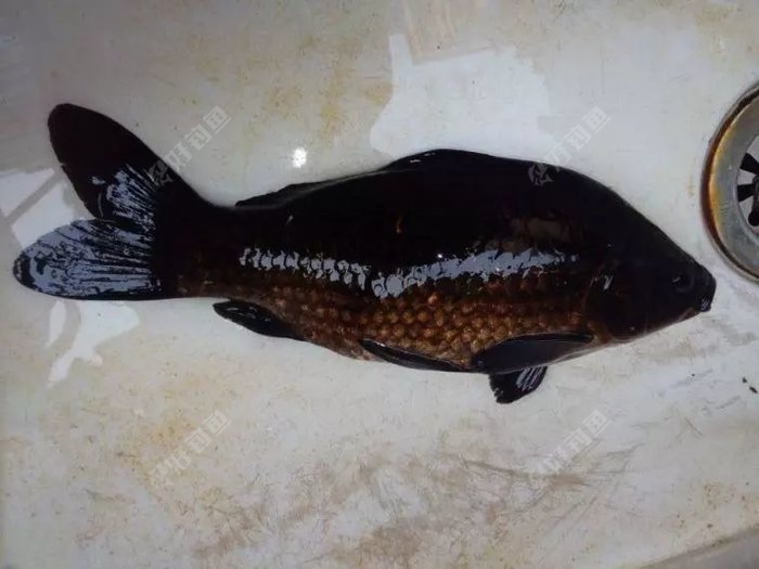 这鲫鱼全身乌漆麻黑我还怀疑被水体污染过