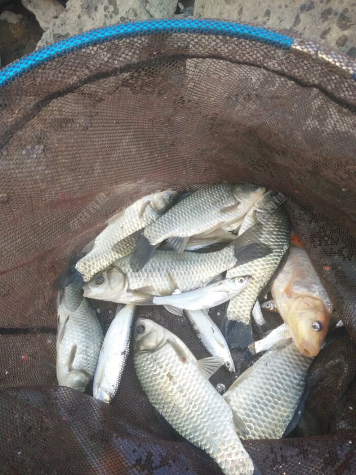 原创〕冬钓鲫鱼,鱼获满满!