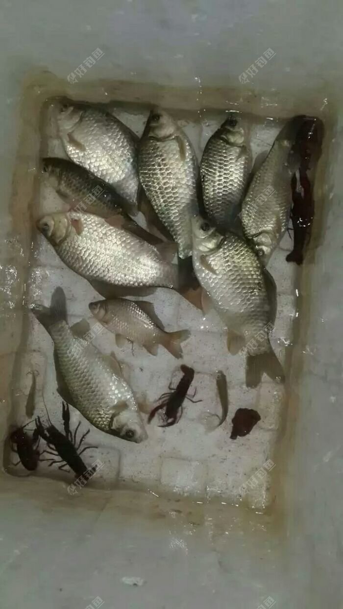 热天长江钓的鲫鱼