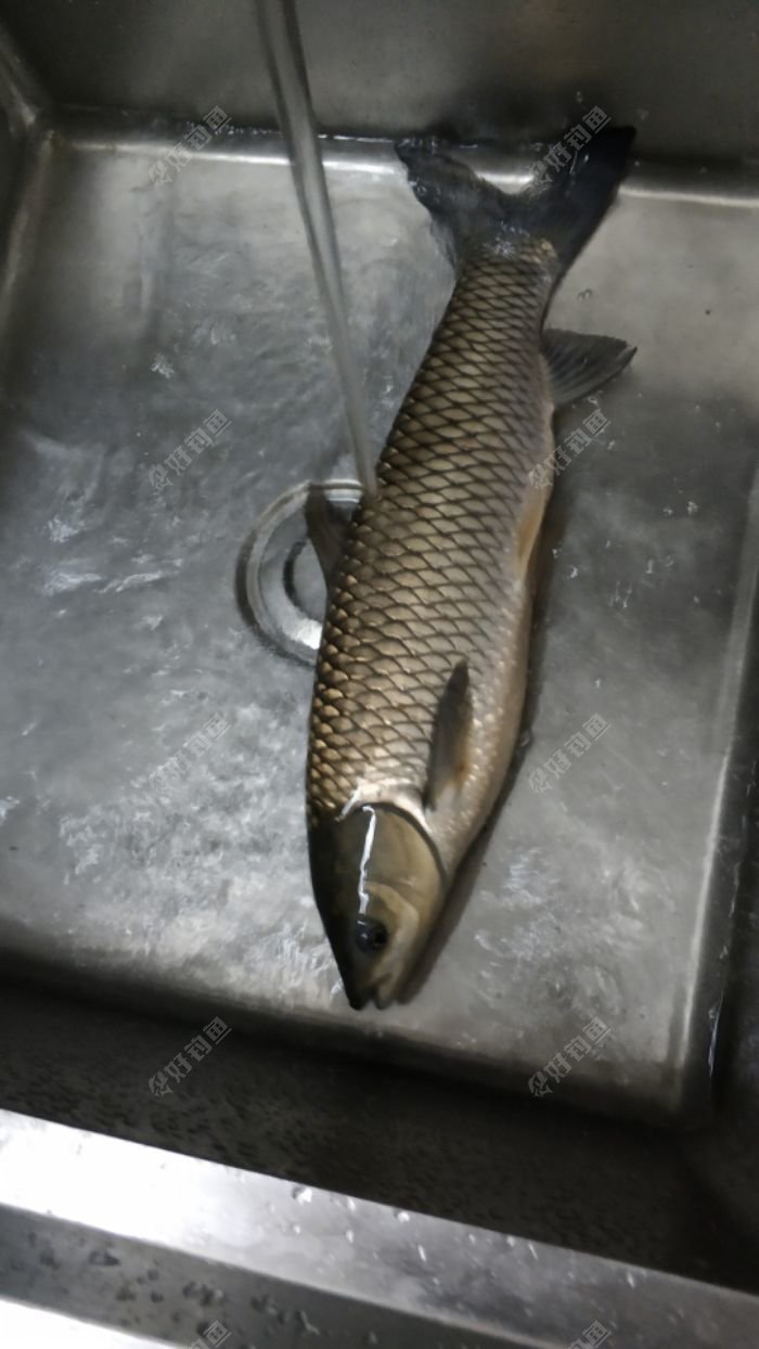 2017年号鱼货的纪念