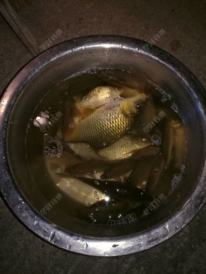 初春试钓从化黄龙带水库 - 好钓鱼