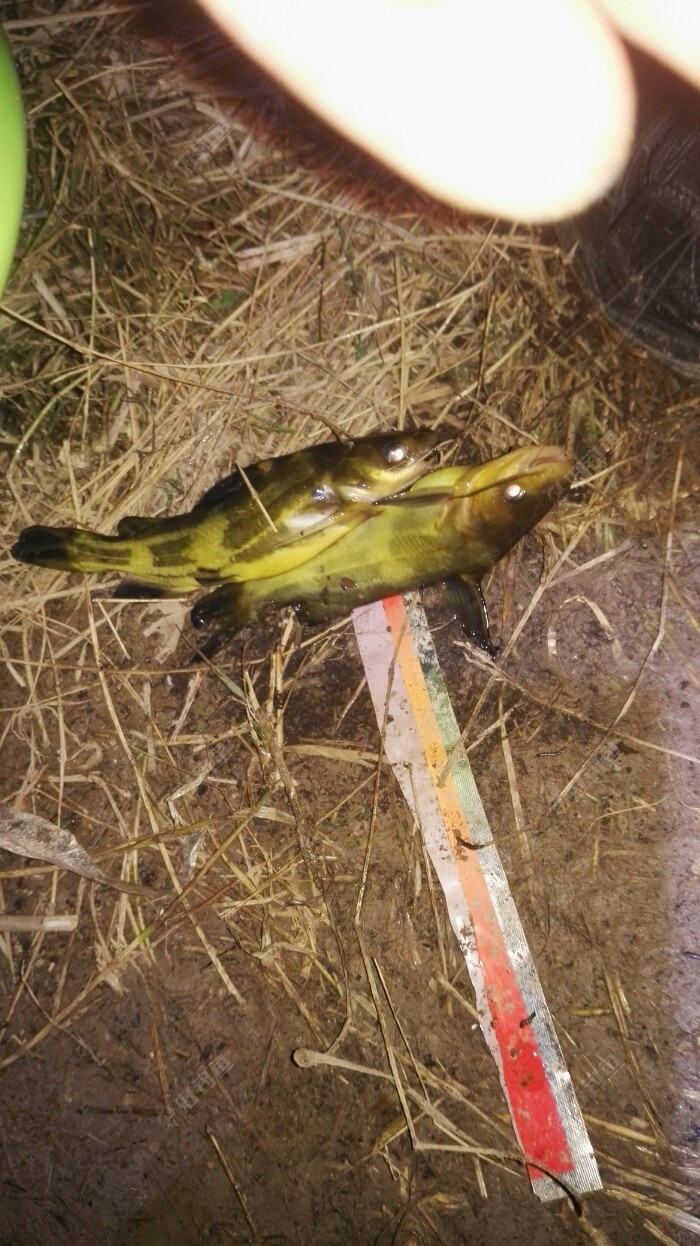 第二杆又飞飞，