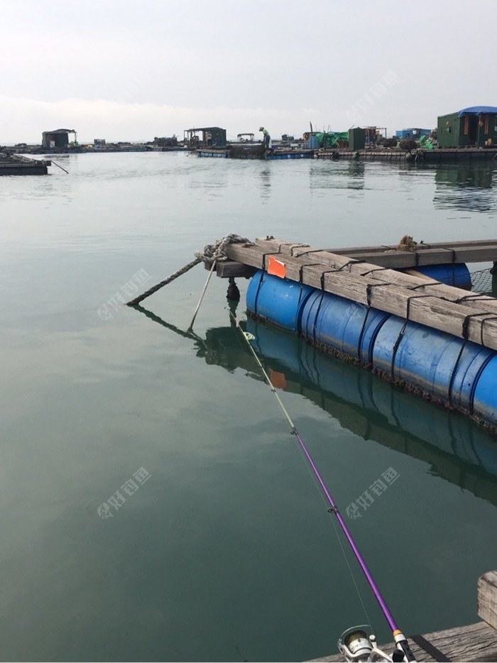 今天的青鲷黑鲷