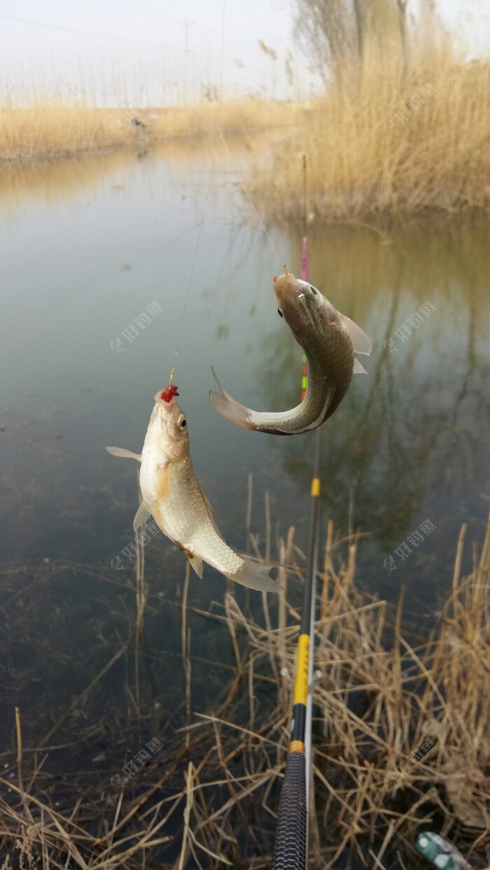 没过多久就来双尾