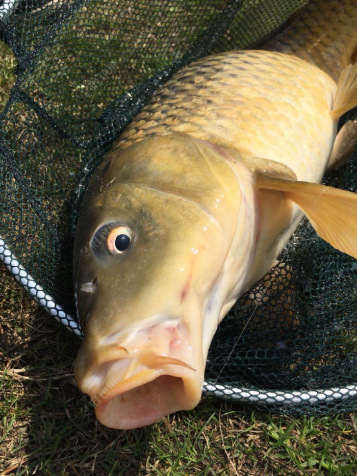 2018年开门红!野生大鲤鱼