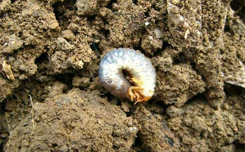 菜园里挖蚯蚓时找到的,我们这叫核桃虫