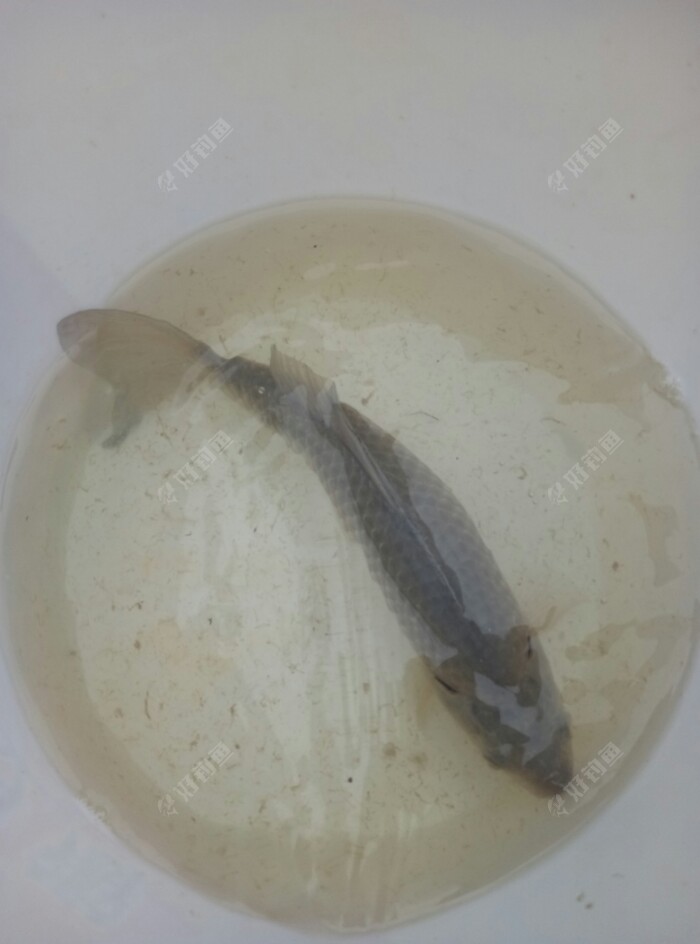 期间又上了几条半斤左右的鲫鱼，手感不错。也算是过足了瘾。期间跑了几尾大鱼。