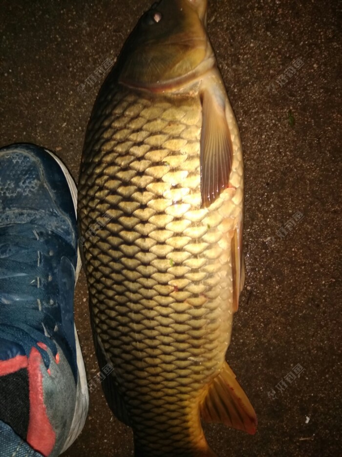 清一色大鲤鱼钓到人都不激动了