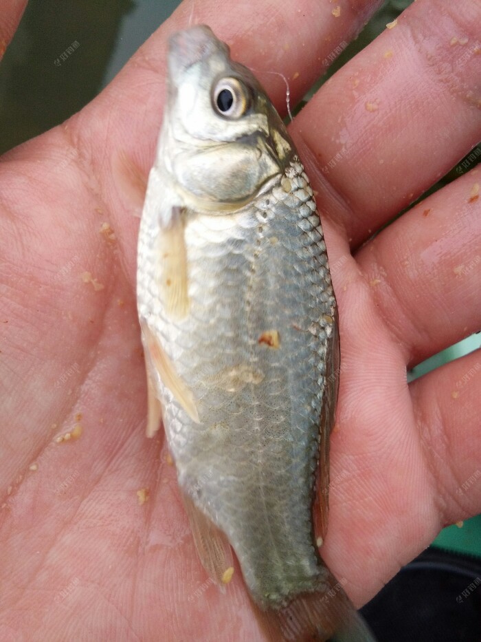 水库全是小米鱼这溪流钓马口