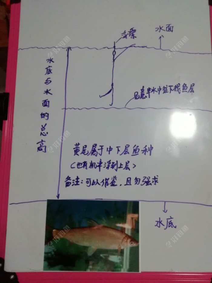 浮钓黄尾鯝之调漂个人见解