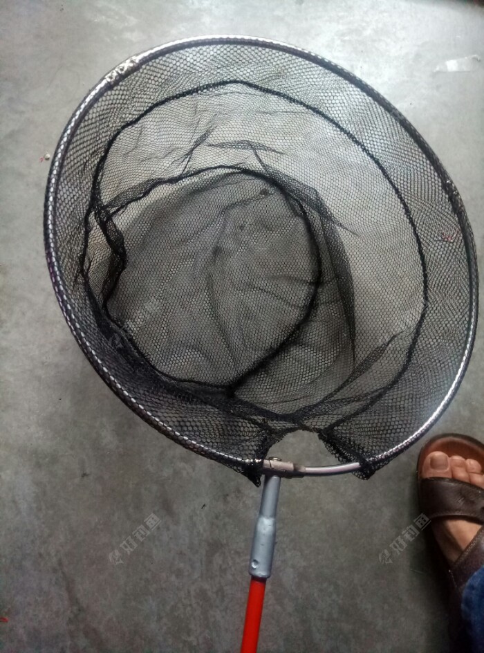 旧鱼竿做抄网竿
