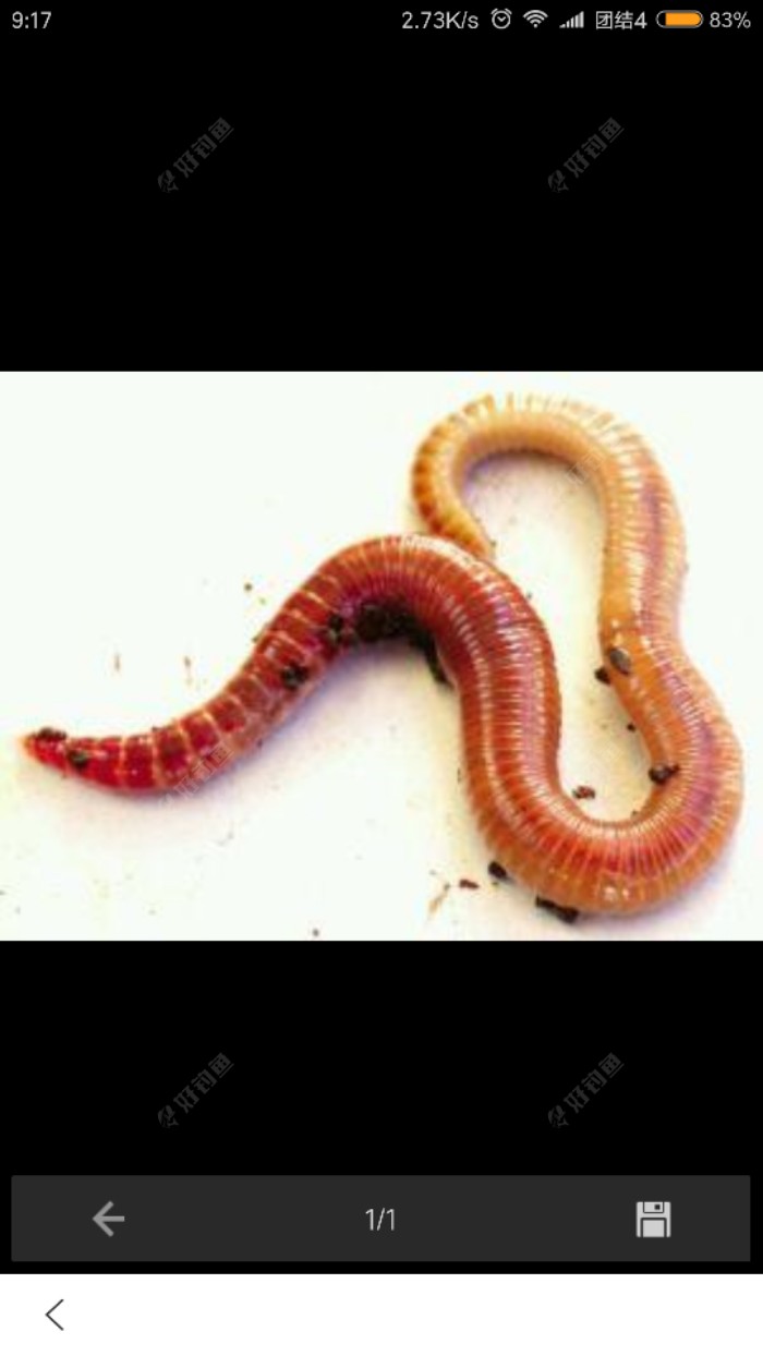 钓鱼系统工程杂记家里储养蚯蚓