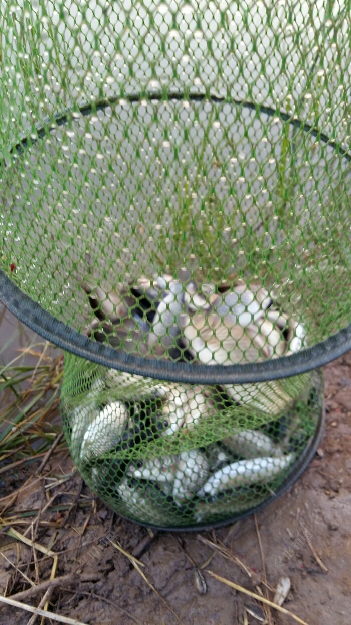 野河爽拉鲫,爆的鱼护归 - 好钓鱼