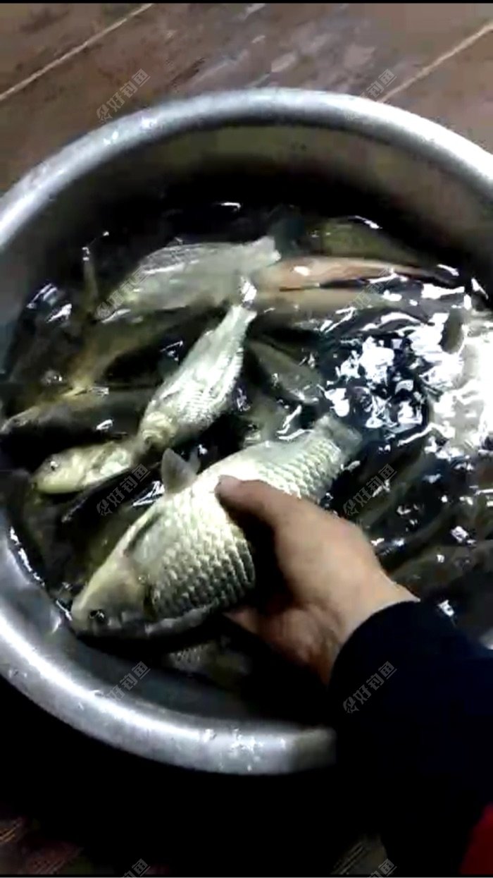 爆护季〕钓一场鱼,发一篇帖——周记 - 好钓鱼