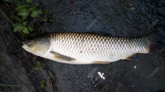 昨天晚上钓货一尾10斤草鱼
