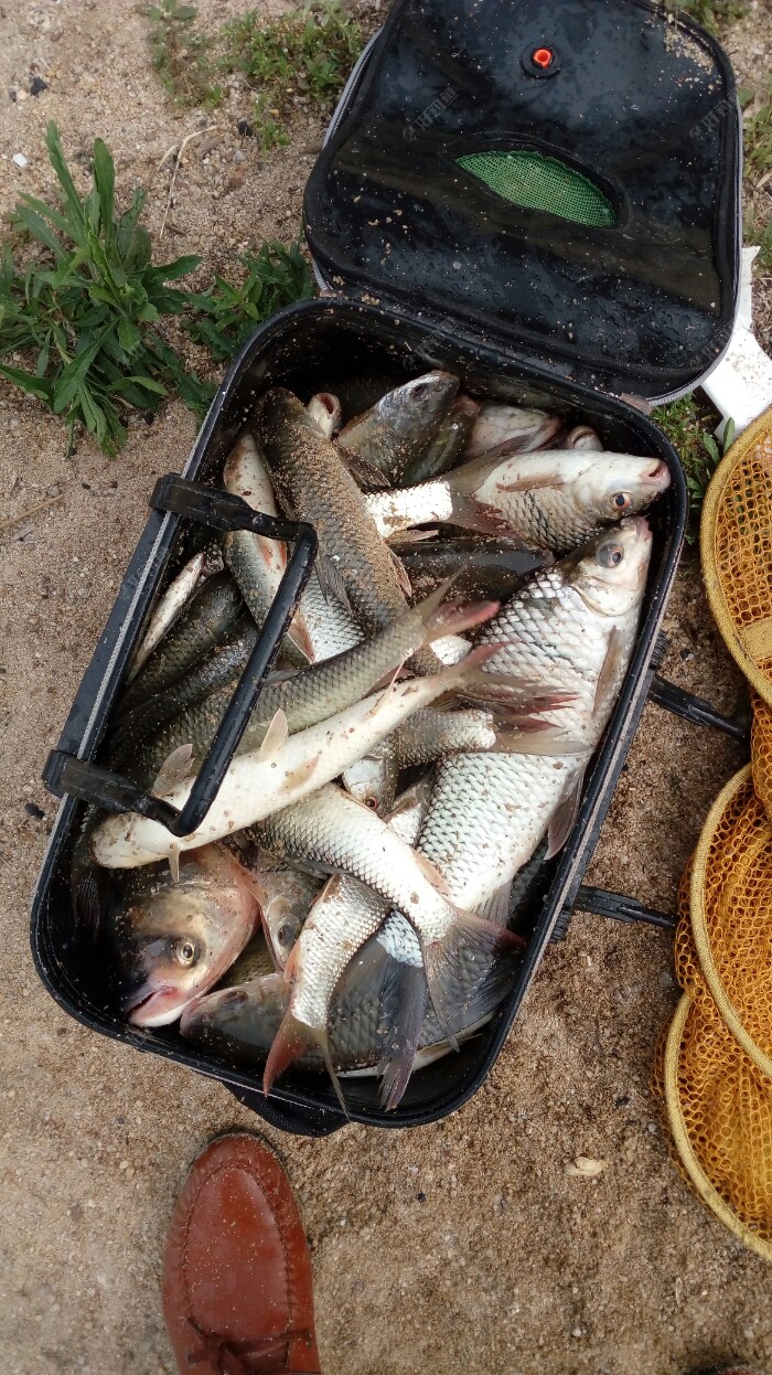 付上上周钓土鲮的鱼货,大土多多