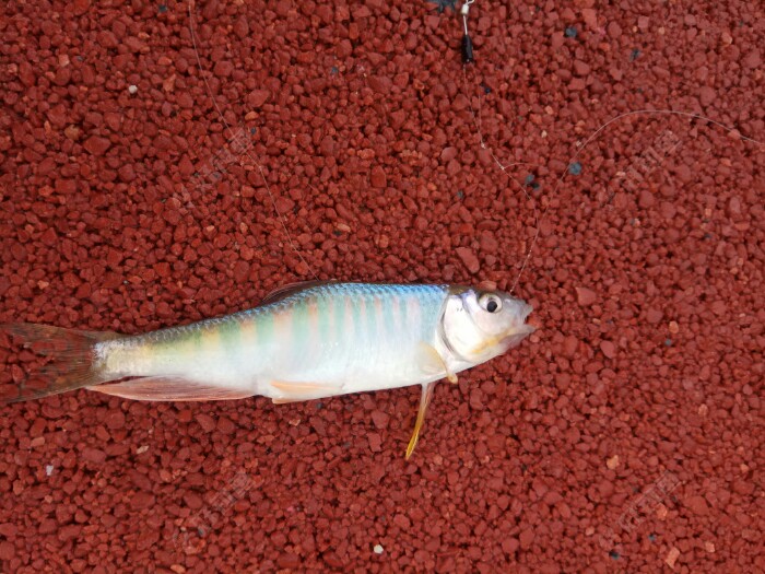 马口鱼也叫桃花鱼,常生活在有石块和干净的地方,色彩艳丽,喜食小虾,是