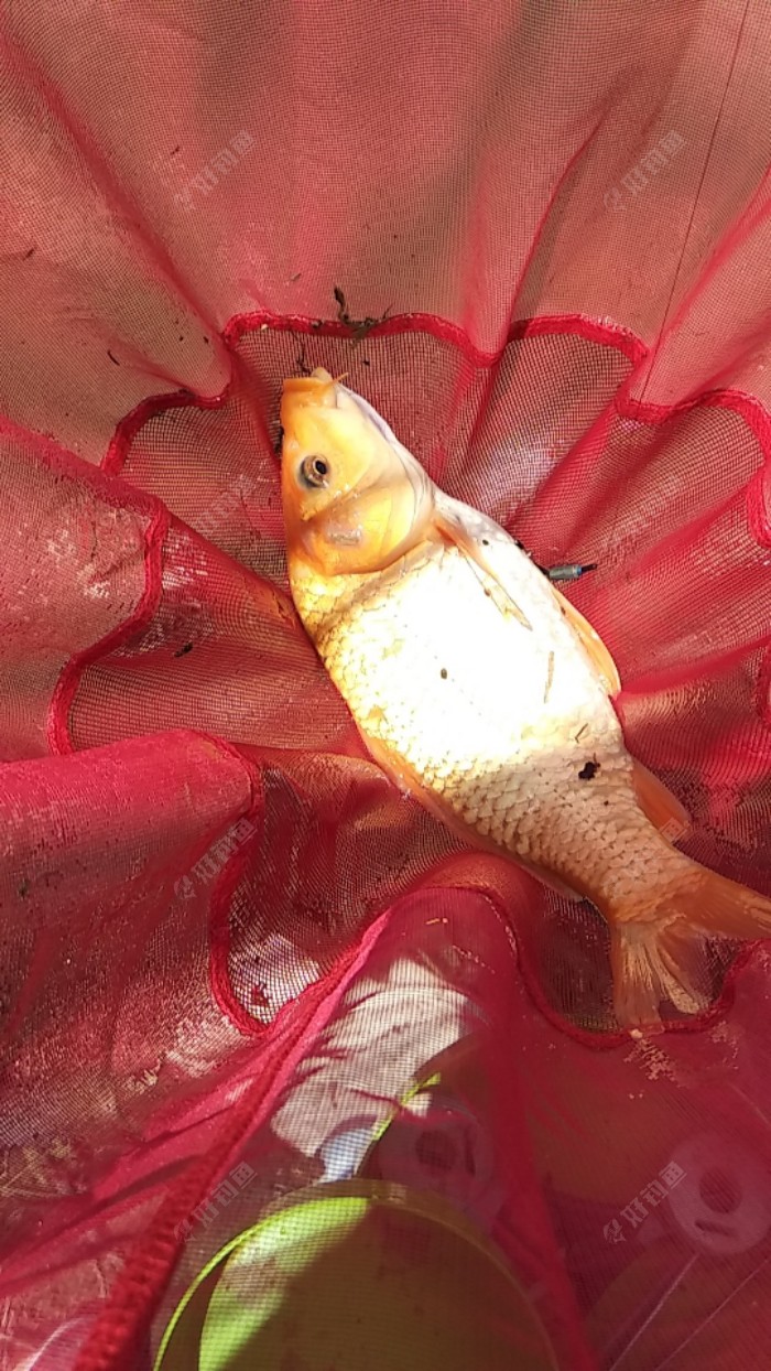 一斤左右野生小鲤鱼