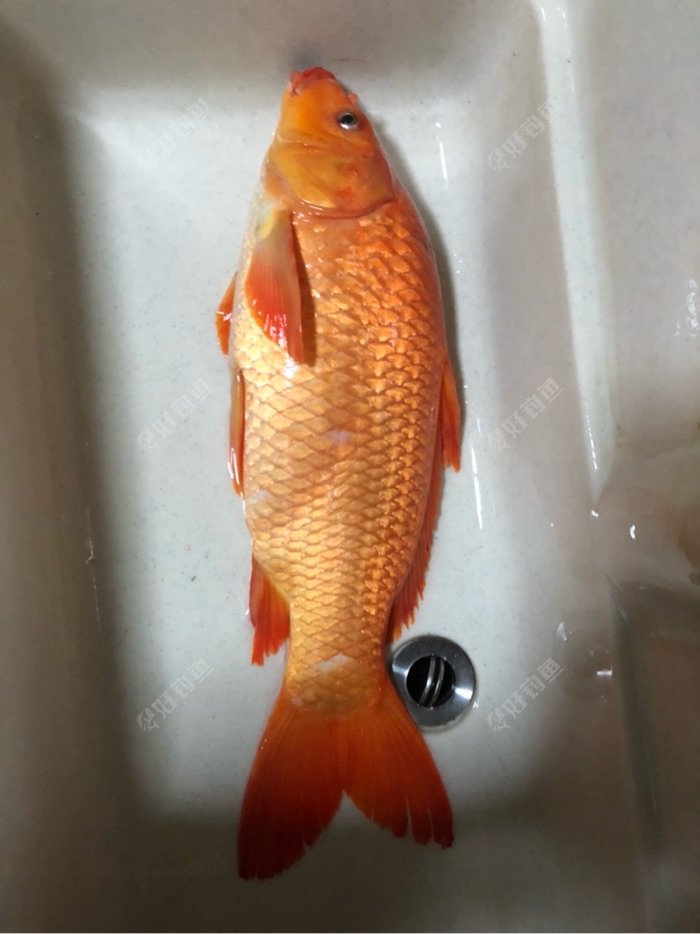 有人说红鲤鱼不能吃小时候家里养稻花鱼的时候红鲤鱼常见,后询问水库