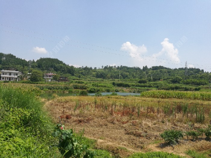 太阳高照，但却是钓鲢鳙的好天气