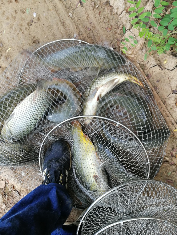 [暑钓乐]四人探钓鲸鱼沟,黑坑果然有玄机 - 好钓鱼