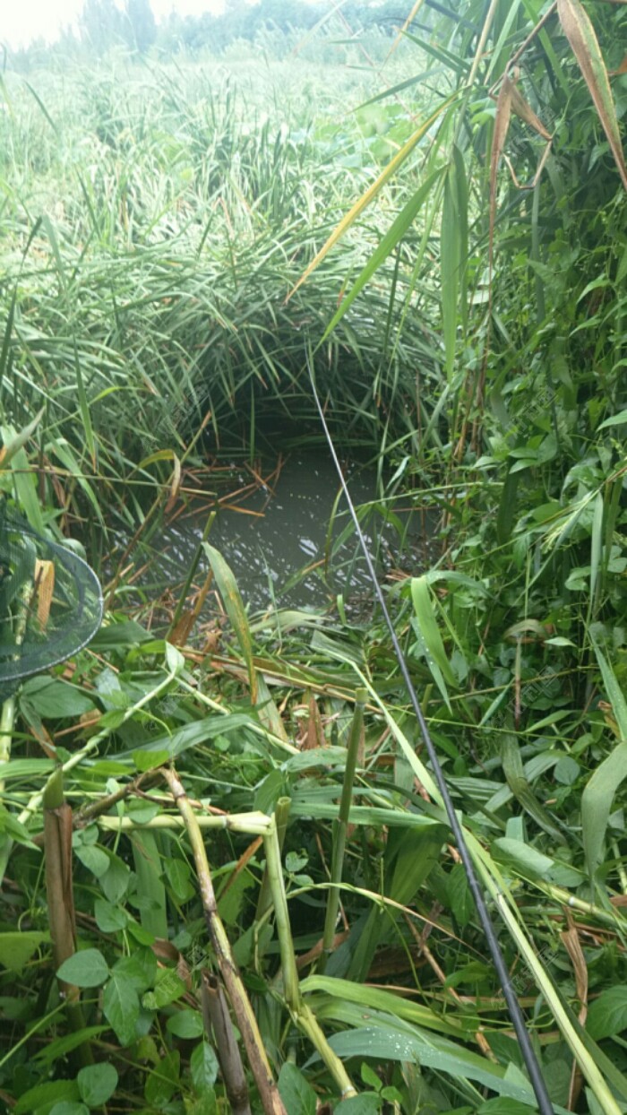 把了一个草窝开钓