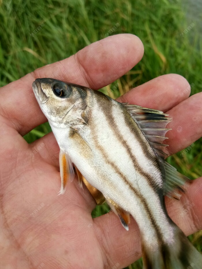 暑钓乐试钓自家鲤鱼小药好狡鲤闻着也不跑
