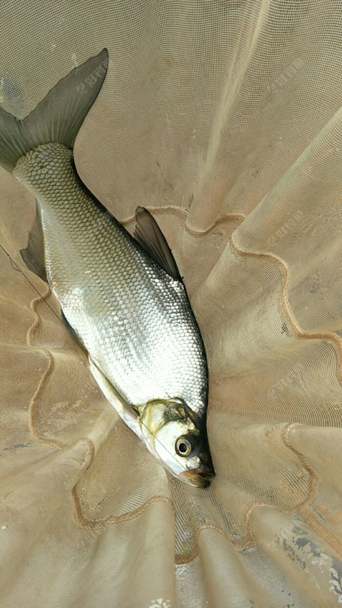 这条又像扁鱼又像翘口的鱼,我看就是一杂交品种,以前都没见过.