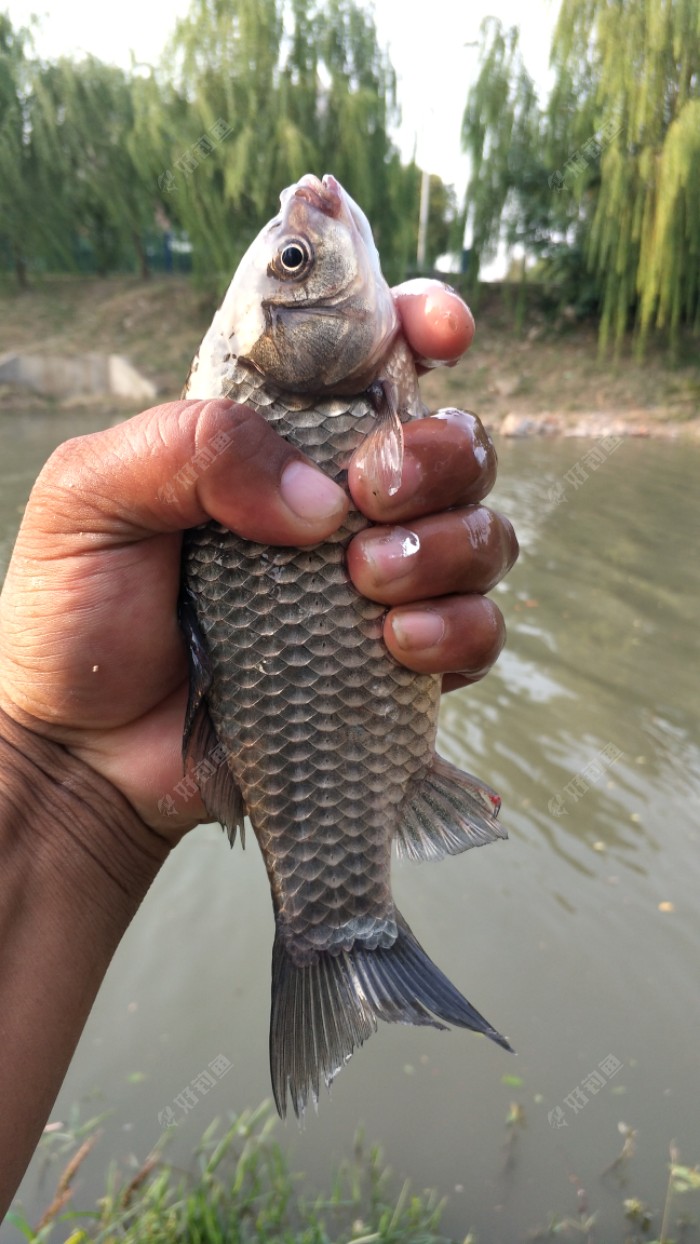黑胖子钓鱼日志⑨